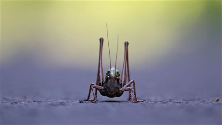 En fårekylling har mange egenskaber