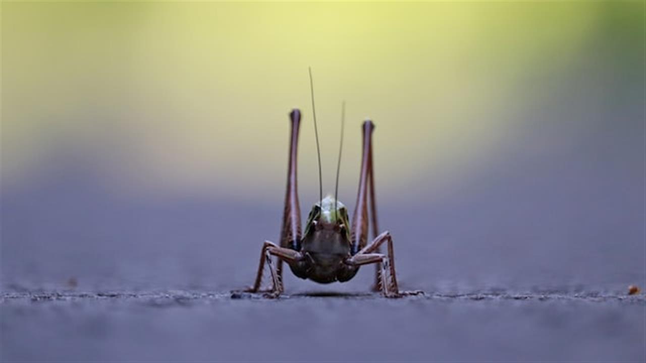 En fårekylling har mange egenskaber